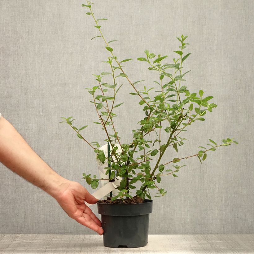Ceanothus Burkwoodii 2L/3L pot sample as delivered in summer