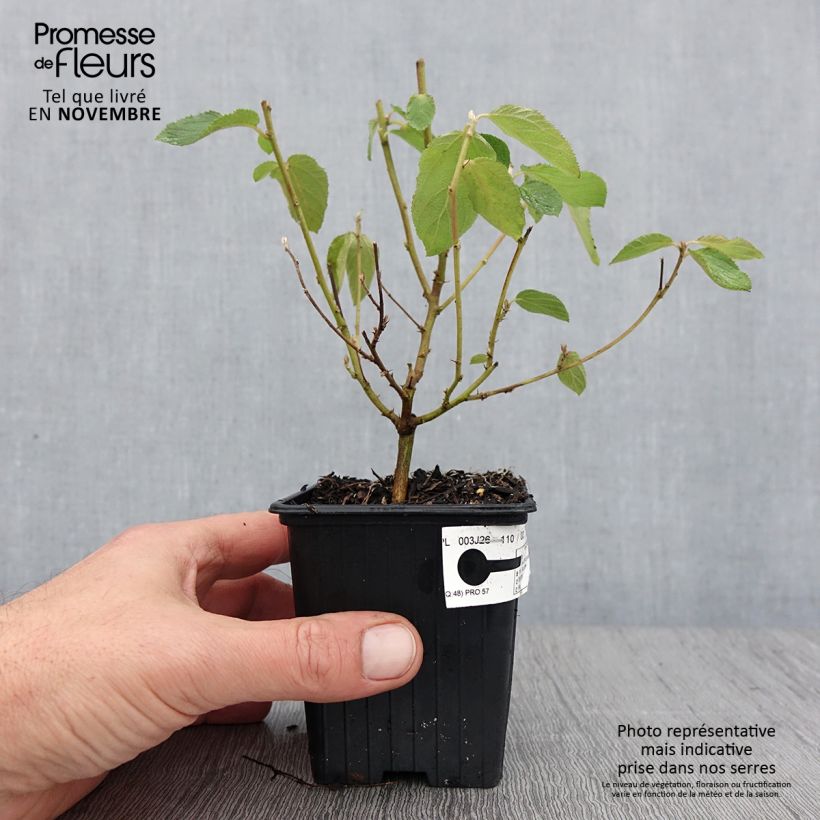Ceanothus  delilianus Gloire de Versailles 8/9 cm pot sample as delivered in autumn