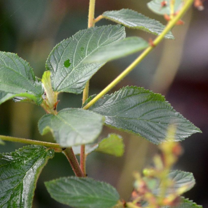 Ceanothus  delilianus Gloire de Versailles (Foliage)