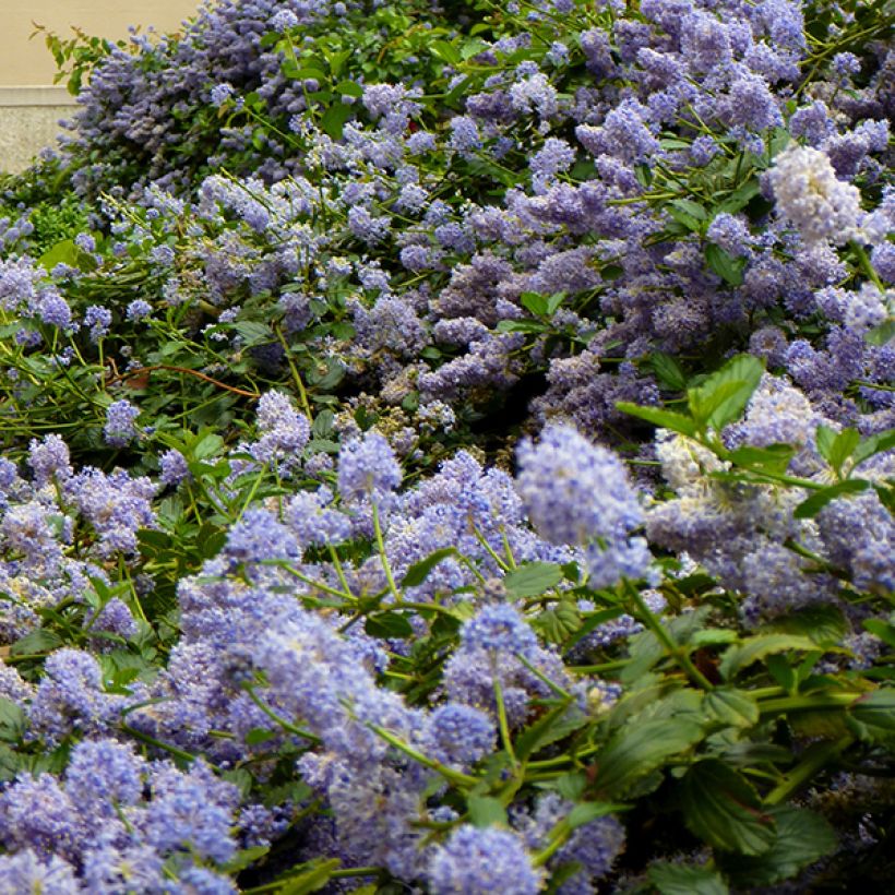 Ceanothus pallidus Marie Blue (Flowering)