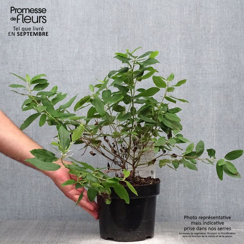 Ceanothus pallidus Marie Blue 3L/4L pot sample as delivered in autumn