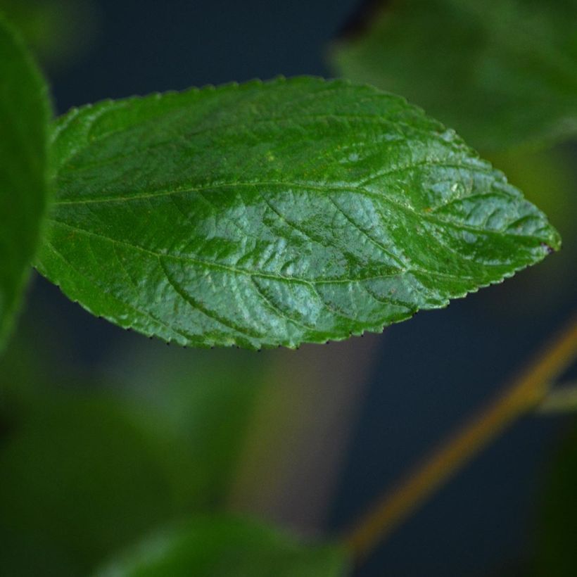 Ceanothus pallidus Marie-rose (Foliage)