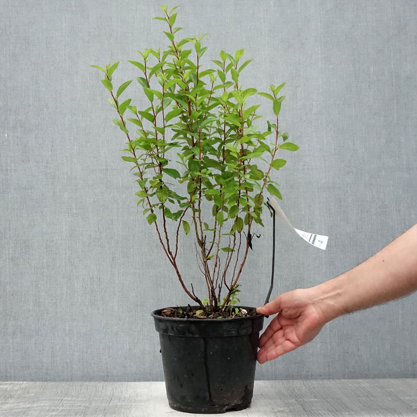 Ceanothus pallidus Marie-rose 3L/4L pot sample as delivered in summer