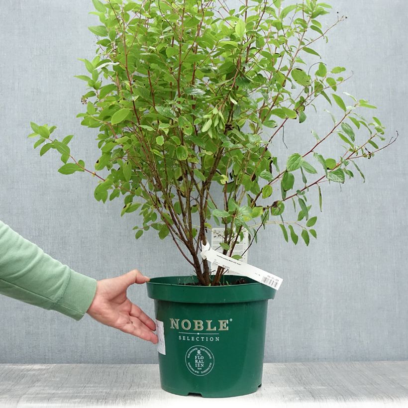 Ceanothus pallidus Marie-rose 7.5L/10L pot sample as delivered in summer
