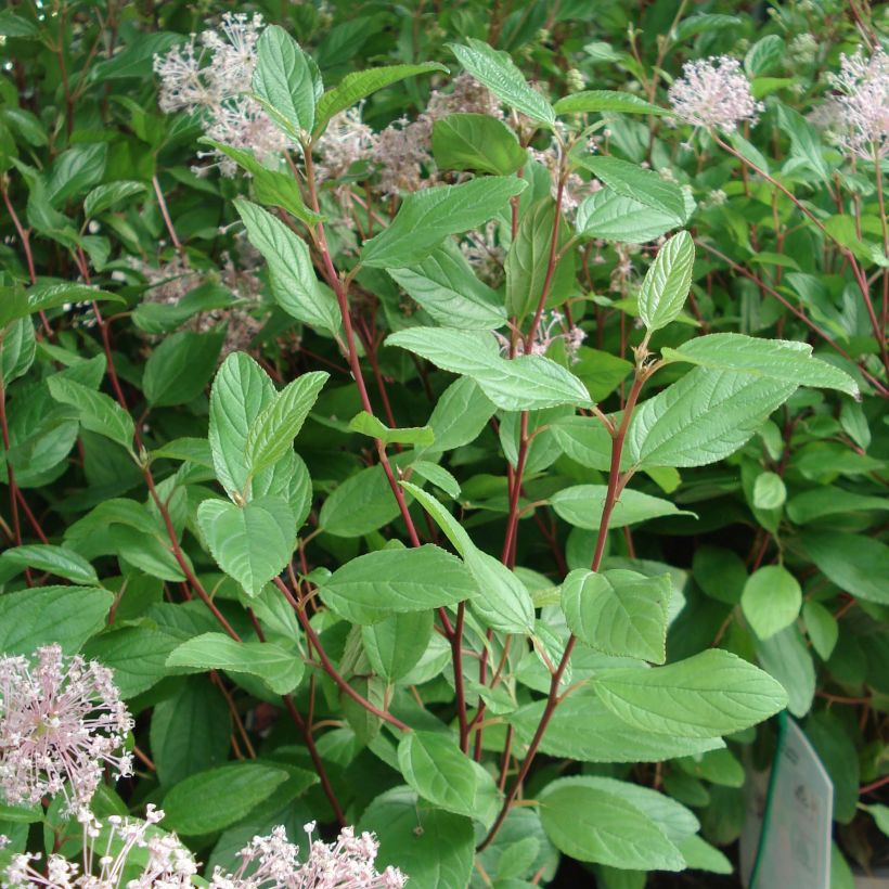 Ceanothus pallidus Marie Simon (Foliage)