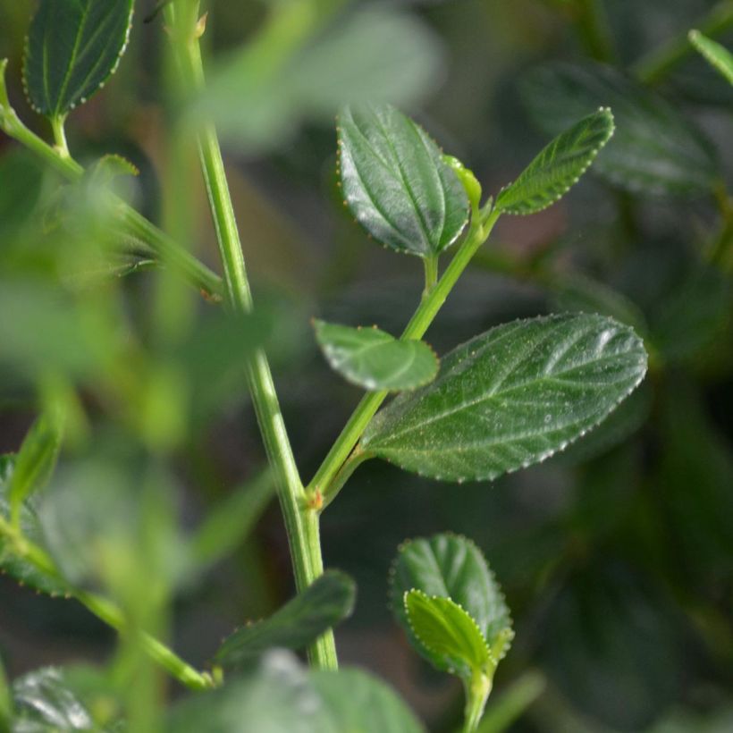 Ceanothus Skylark (Foliage)