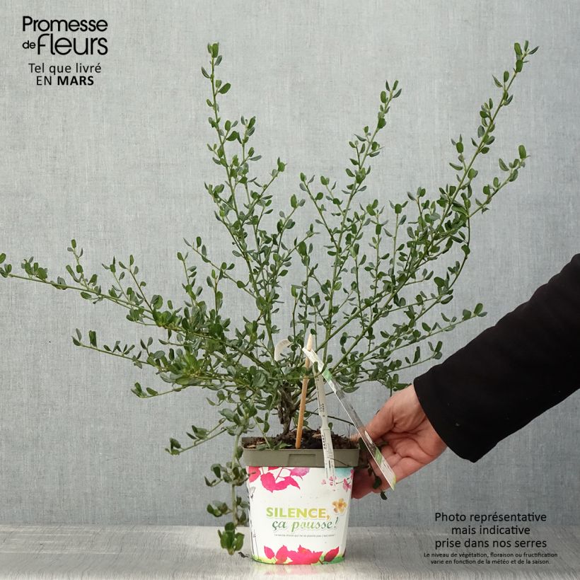 Ceanothus Skylark 2L/3L potShipped height around 20/30cm sample as delivered in spring