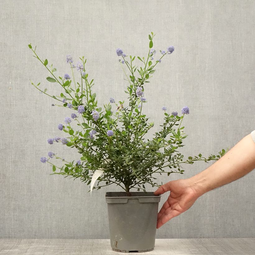 Ceanothus Skylark 4L/5L pot sample as delivered in summer