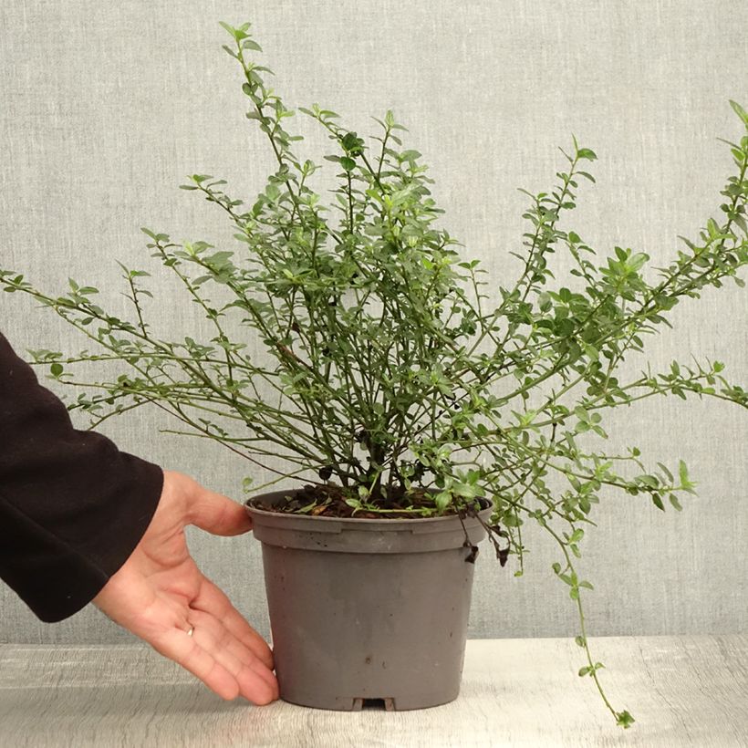 Ceanothus x thyrsiflorus Snow Flurries 2L/3L pot sample as delivered in autumn
