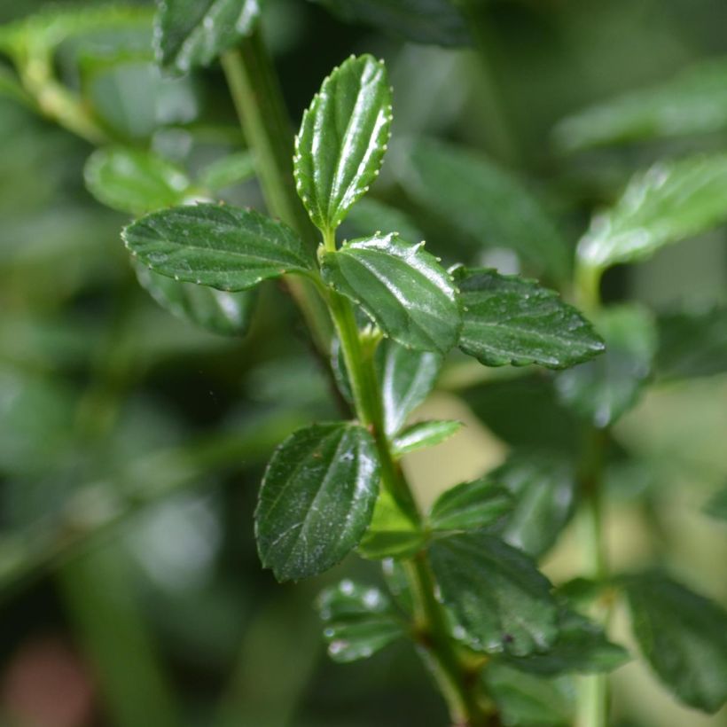 Ceanothus thyrsiflorus Millerton Point (Foliage)