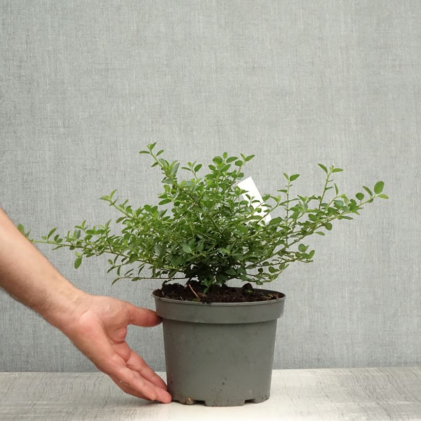 Ceanothus thyrsiflorus repens - Californian Lilac 2L/3L pot sample as delivered in summer