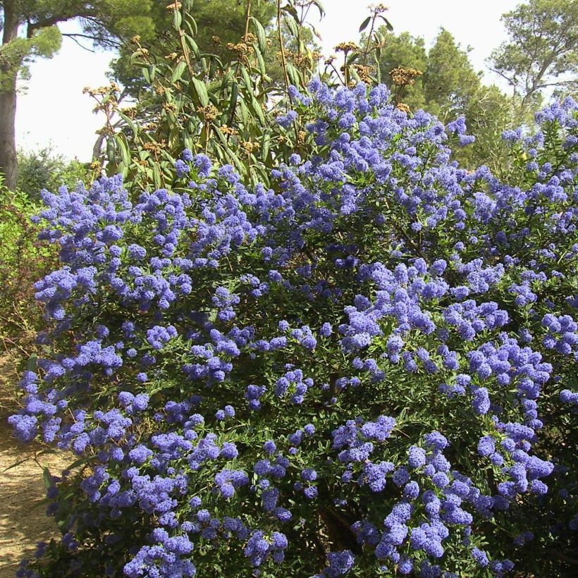 Ceanothus thyrsiflorus repens - Californian Lilac (Plant habit)