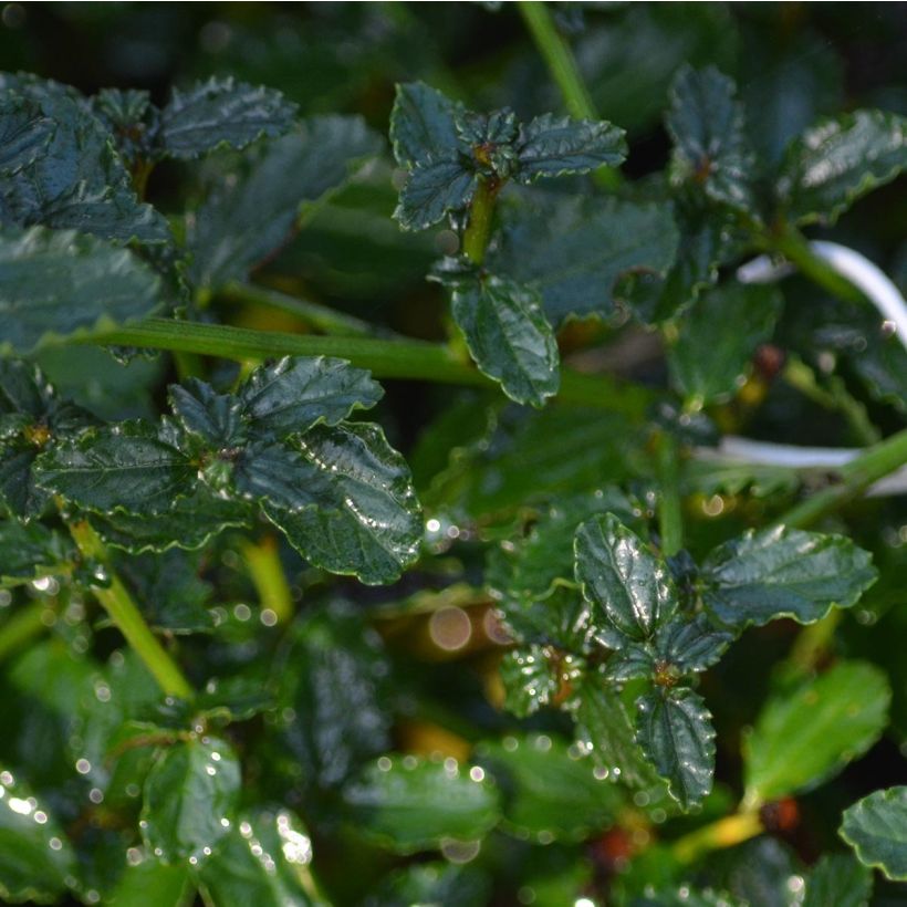 Ceanothus thyrsiflorus repens - Californian Lilac (Foliage)