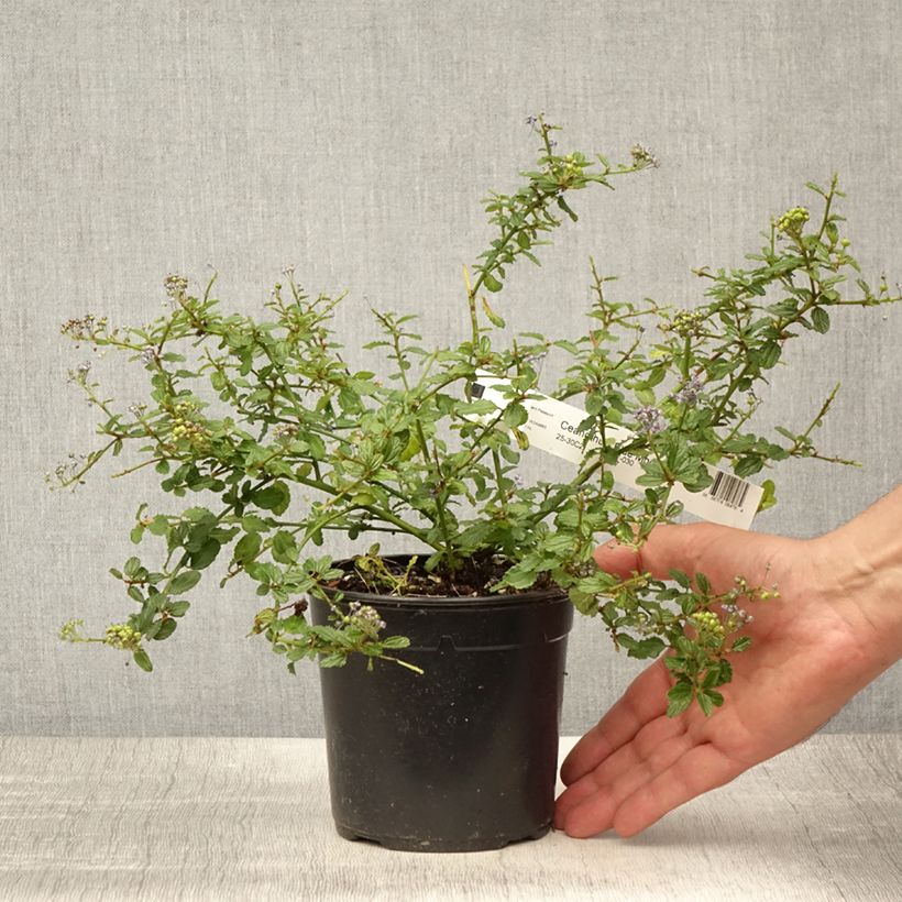 Ceanothus Blue Mound 2L/3L pot sample as delivered in summer