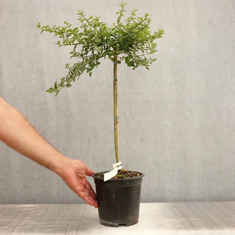 Ceanothus Blue Mound 3L/4L pot sample as delivered in summer