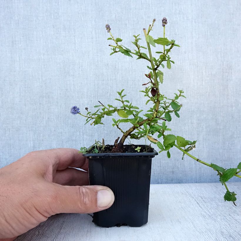 Ceanothus thyrsiflorus repens - Californian Lilac 8/9 cm pot sample as delivered in summer