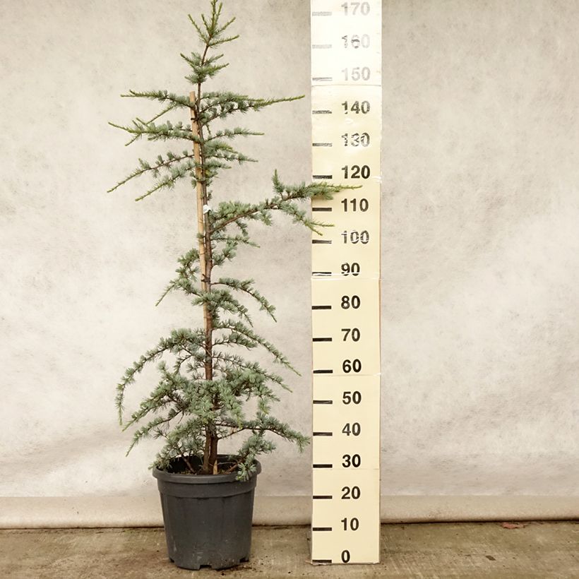 Cedrus libani subsp. atlantica Glauca - Blue Atlas Cedar 7.5L/10L pot sample as delivered in summer