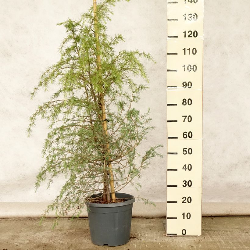 Cedrus deodara - Himalayan Cedar 7.5L/10L pot sample as delivered in summer