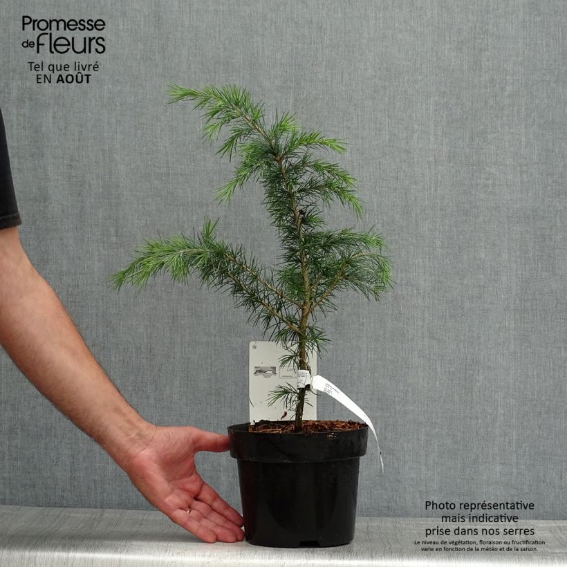 Cedrus deodara - Himalayan Cedar 3L/4L pot sample as delivered in summer