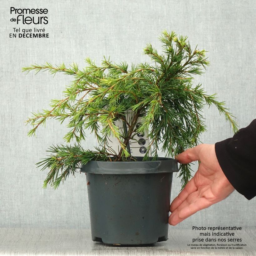 Cedrus deodara Feeling Blue - Himalayan Cedar 3L/4L pot sample as delivered in autumn