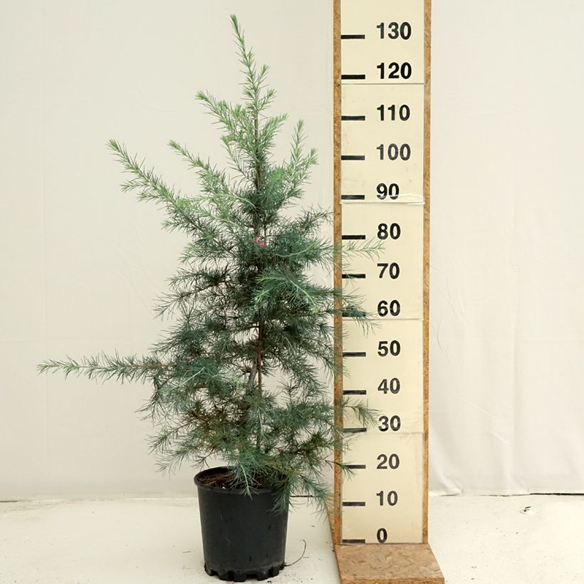 Cedrus deodara Pendula - Himalayan Cedar 7.5L/10L pot sample as delivered in summer