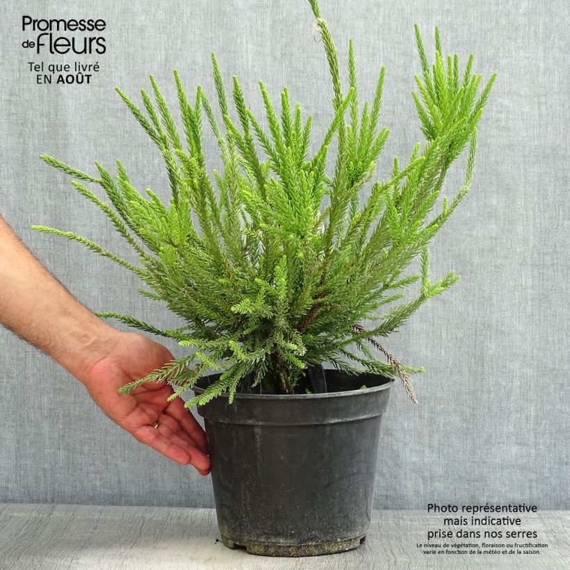 Cryptomeria japonica Araucarioides 4L/5L pot sample as delivered in summer