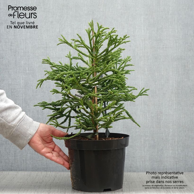 Cryptomeria japonica Spiralis 4L/5L pot sample as delivered in autumn
