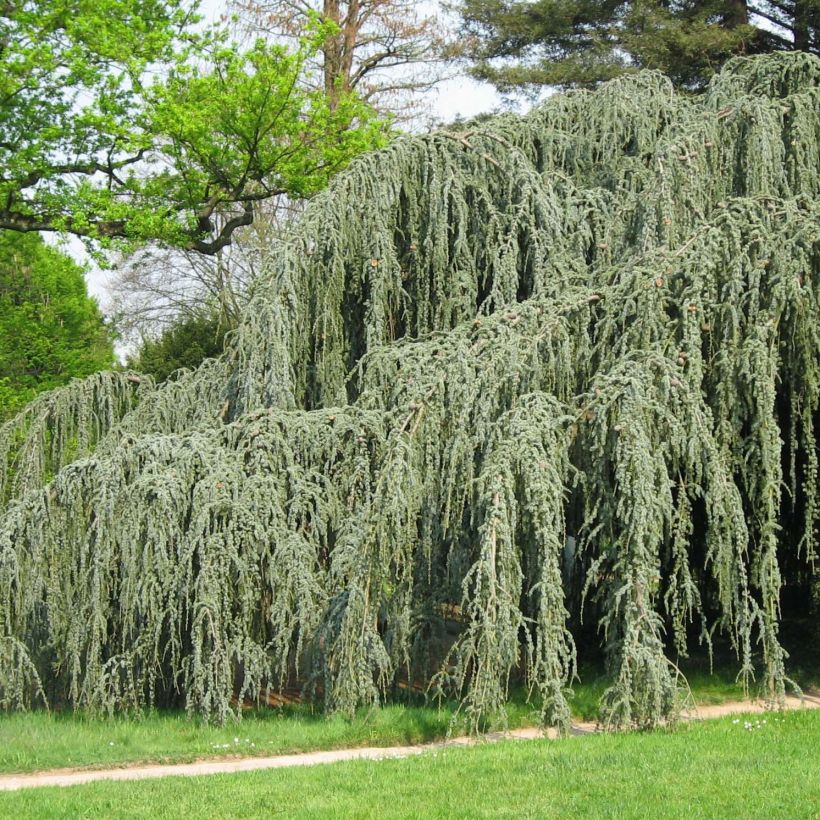 Cedrus libani subsp. atlantica Glauca Pendula - Blue Atlas Cedar (Plant habit)