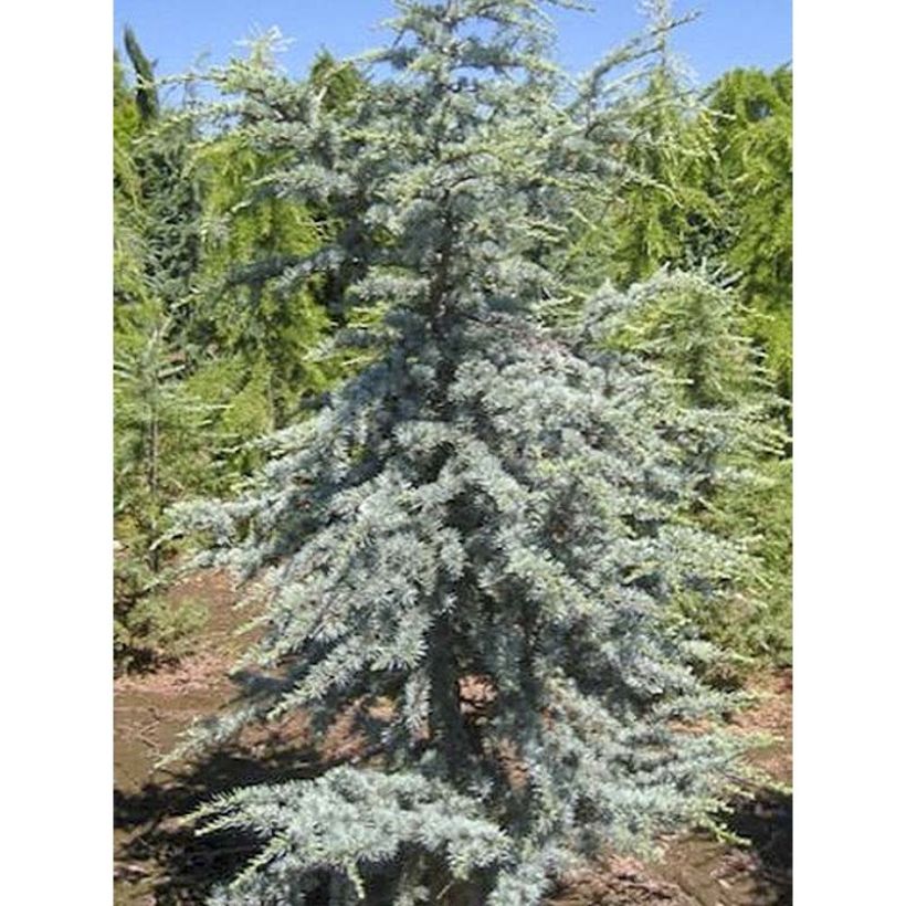 Cedrus libani subsp. atlantica Horstmanns Silberspitz - Blue Atlas Cedar (Foliage)