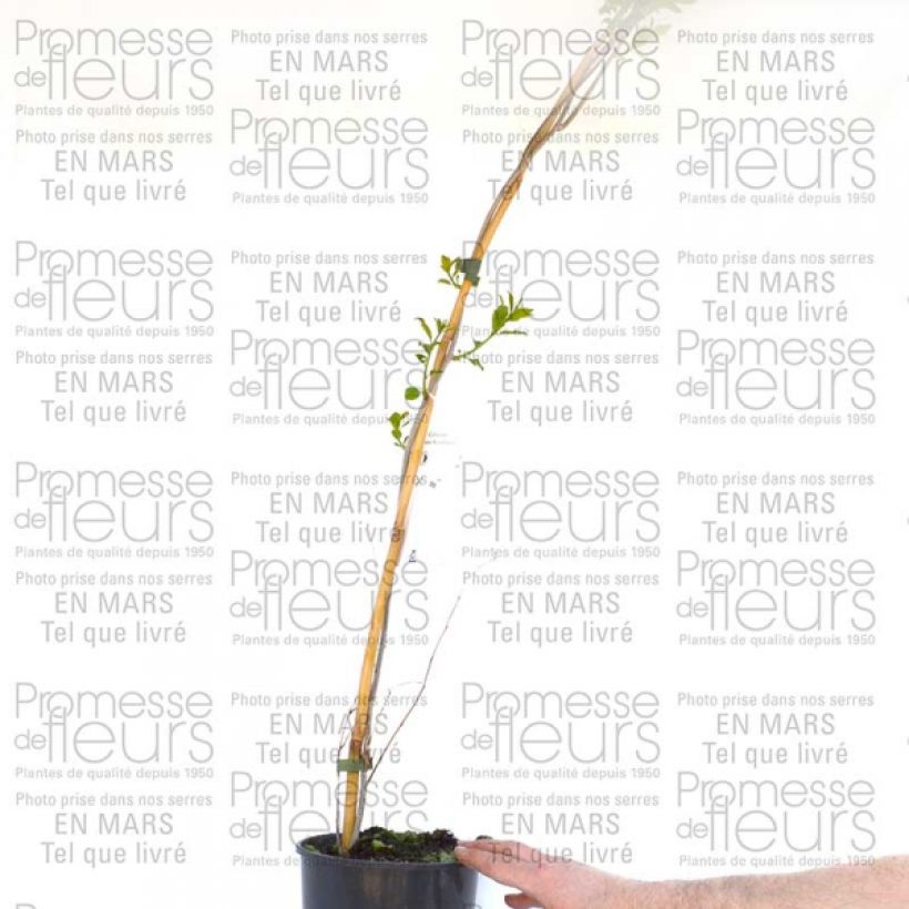 Example of Celastrus scandens Autumn Revolution 2L/3L pot specimen as delivered