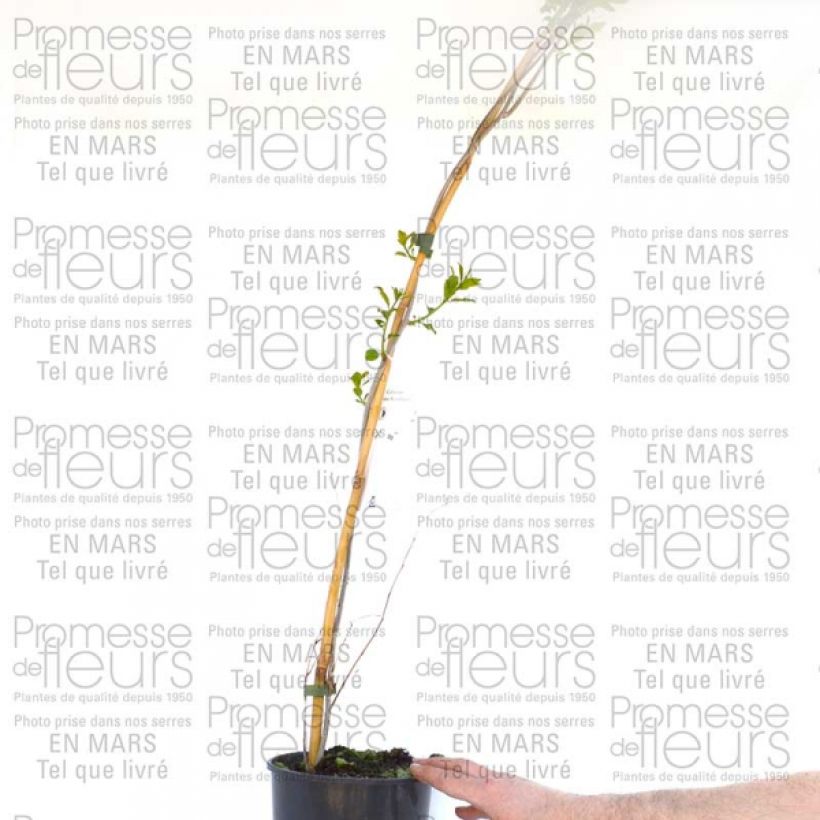 Example of Celastrus scandens Autumn Revolution specimen as delivered