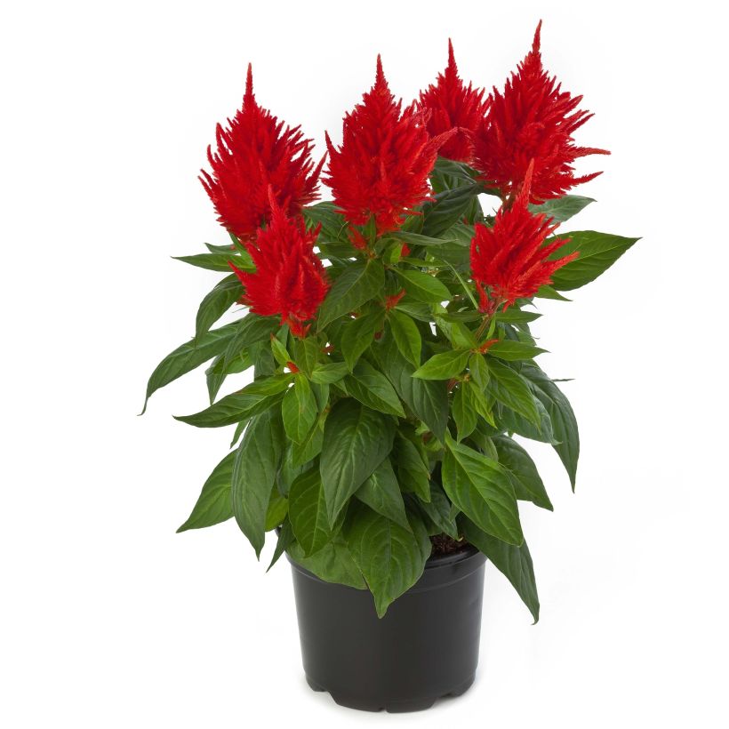 Celosia Kelos Fire Orange  - Silver cock's comb (Flowering)