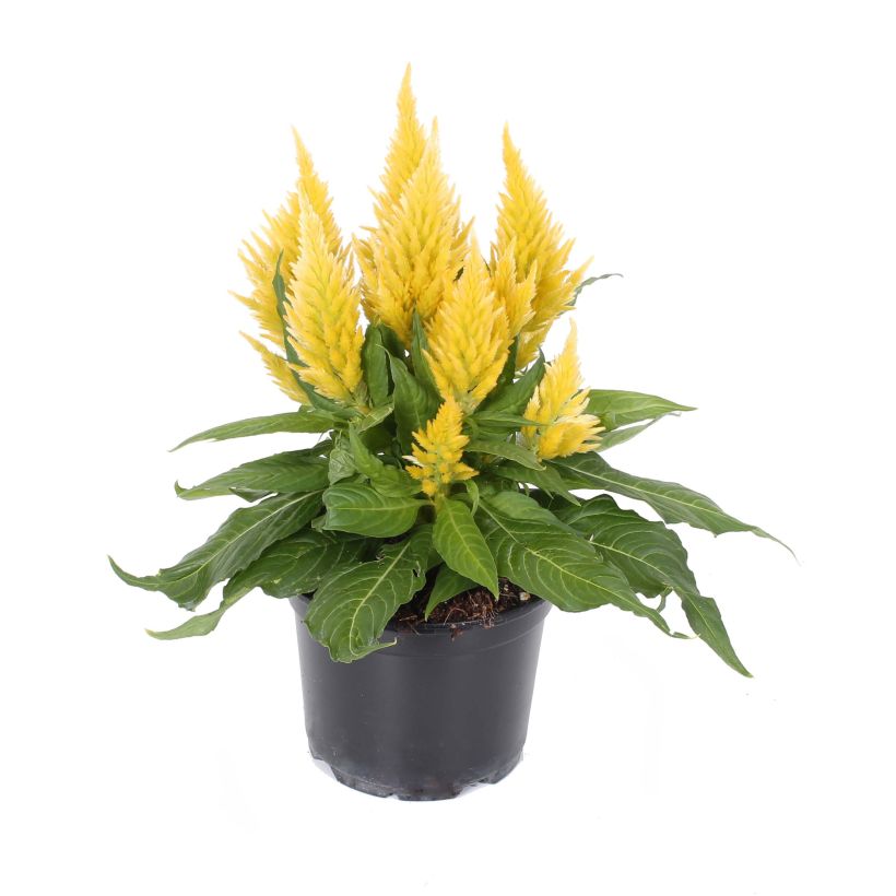 Celosie Kelos Fire Yellow  - Silver cock's comb (Flowering)