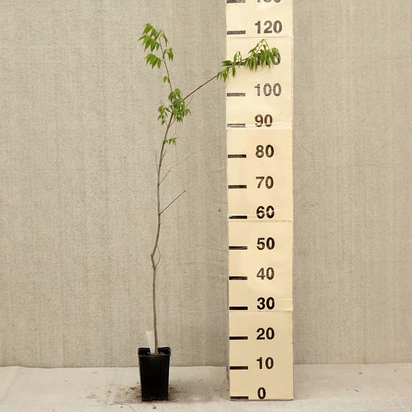 Celtis australis 8/9 cm pot sample as delivered in summer