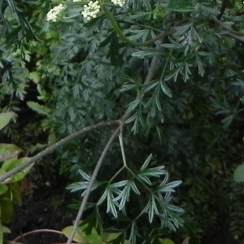 Cenolophium denudatum (Foliage)