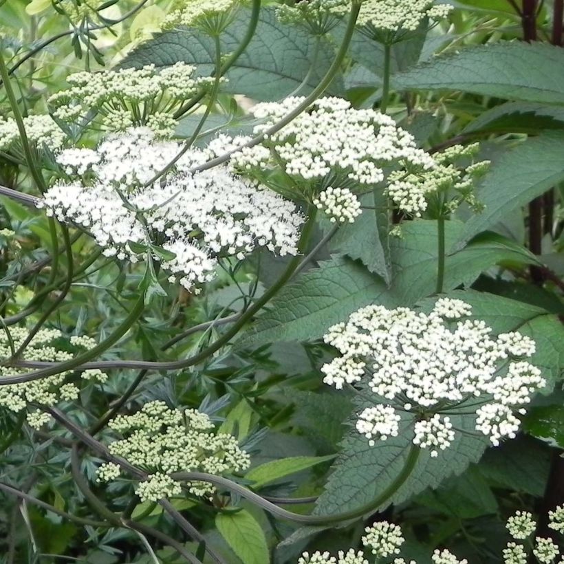 Cenolophium denudatum (Flowering)