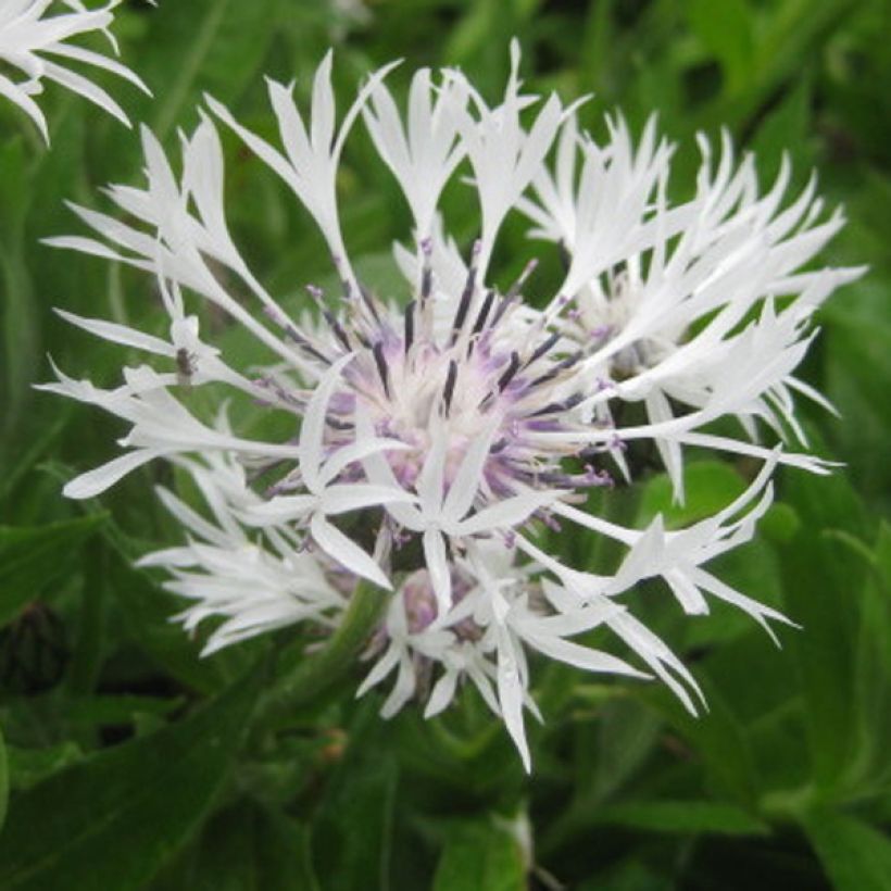 Centaurea montana Alba (Flowering)