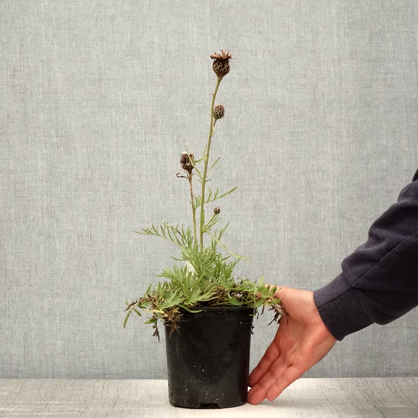 Centaurea atropurpurea 2L/3L pot sample as delivered in summer