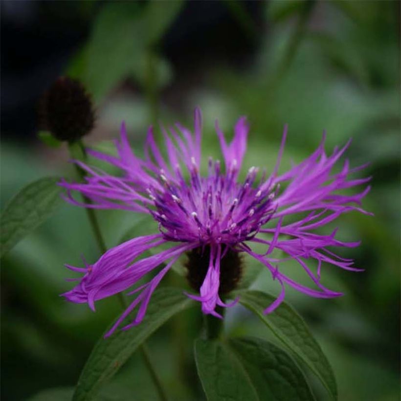 Centaurea montana Caramia (Flowering)