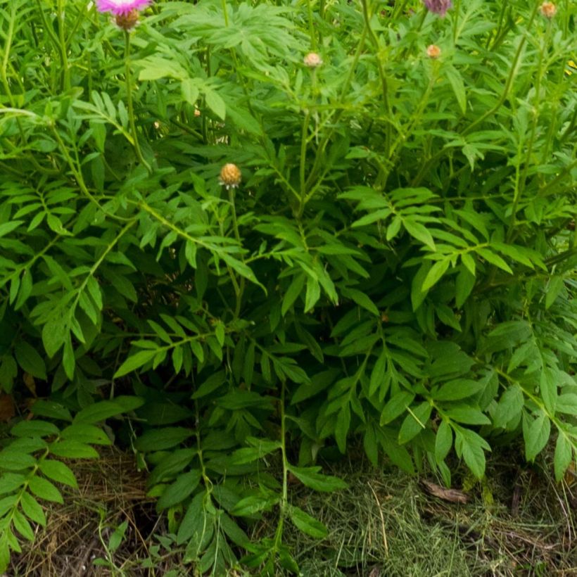 Centaurea dealbata (Foliage)