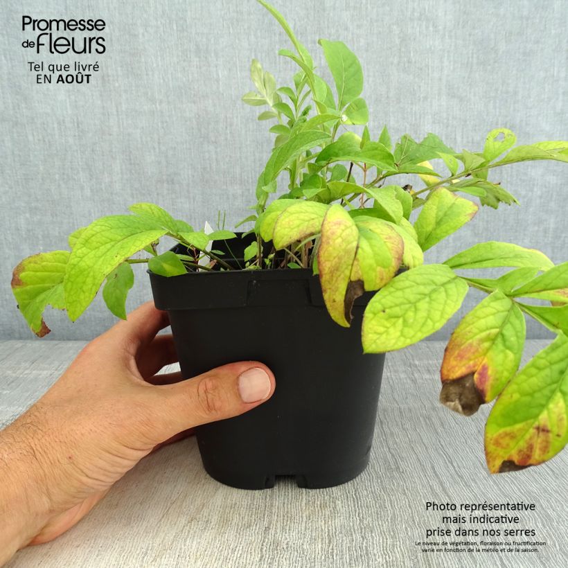 Centaurea dealbata Stenbeergii 2L/3L pot sample as delivered in summer