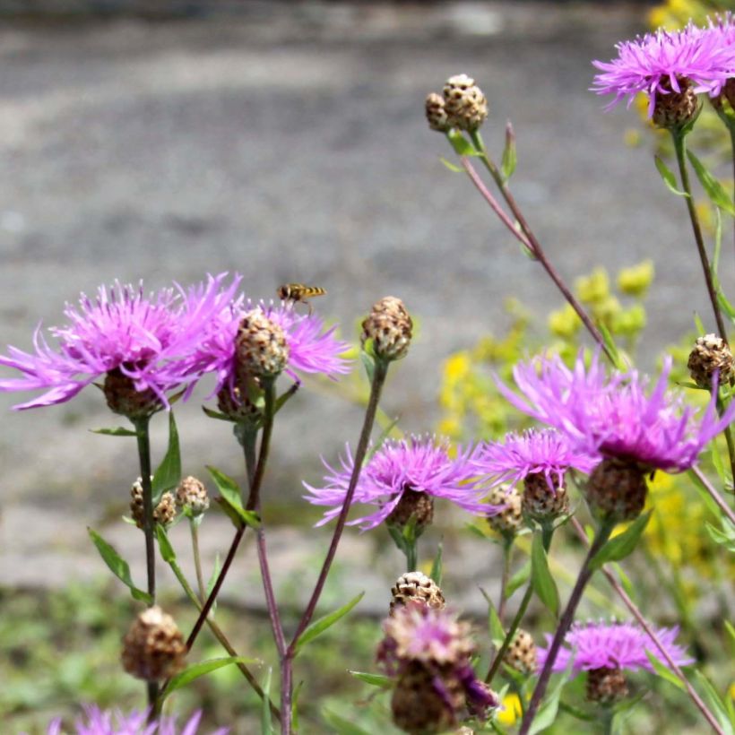 Centaurea jacea (Flowering)