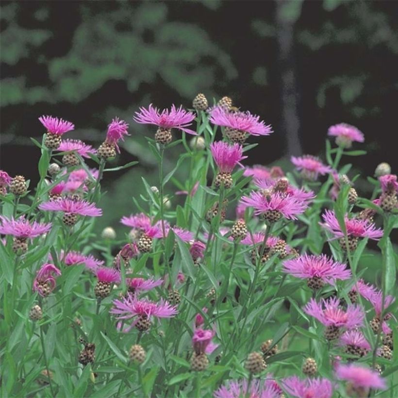 Centaurea jacea (Plant habit)