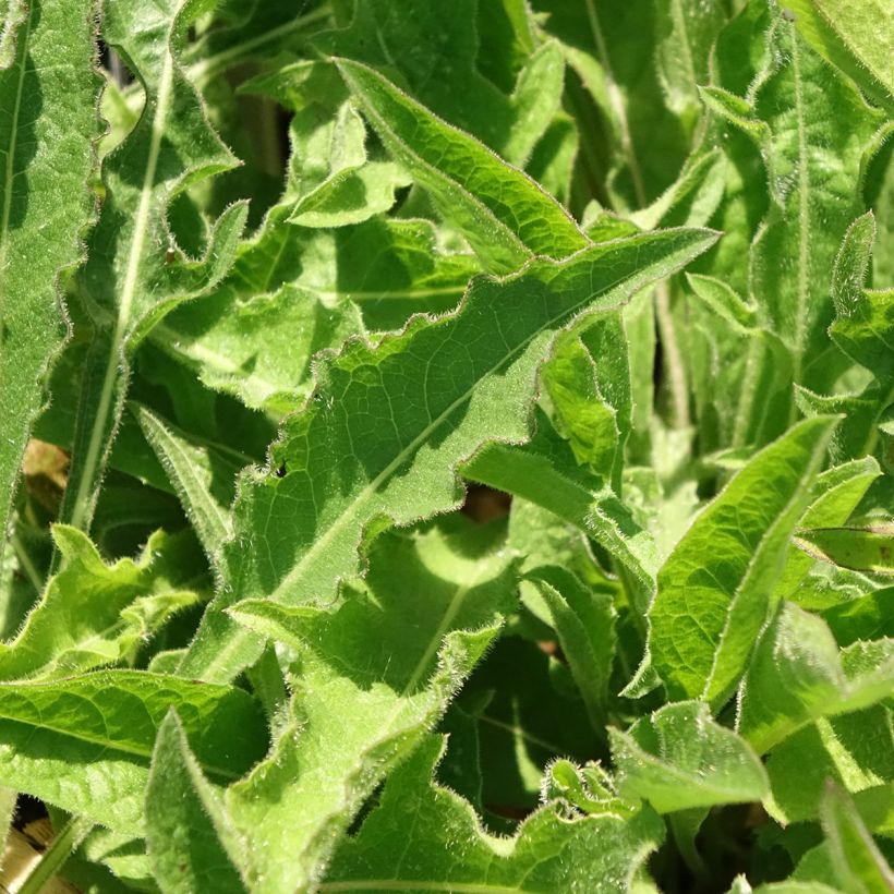 Centaurea jacea (Foliage)