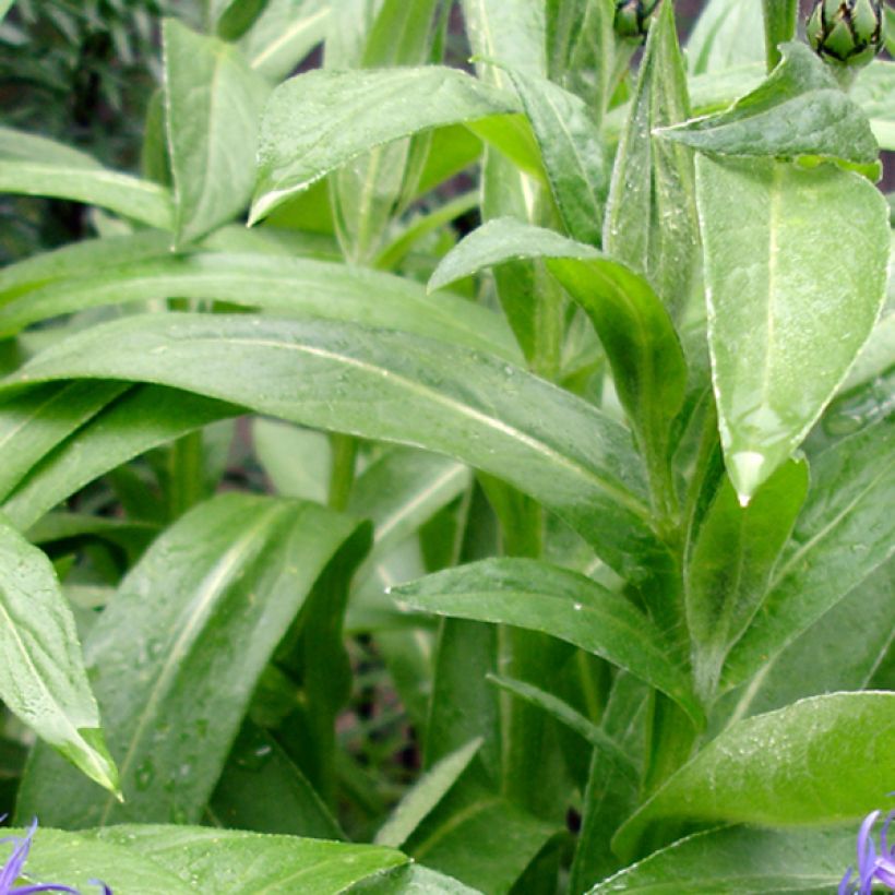 Centaurea montana Coerulea (Foliage)