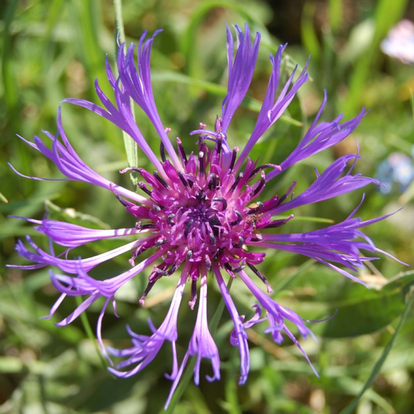 Centaurea montana Coerulea (Flowering)