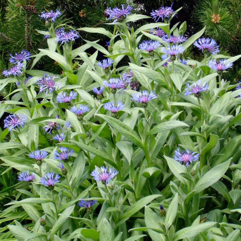 Centaurea montana Coerulea (Plant habit)