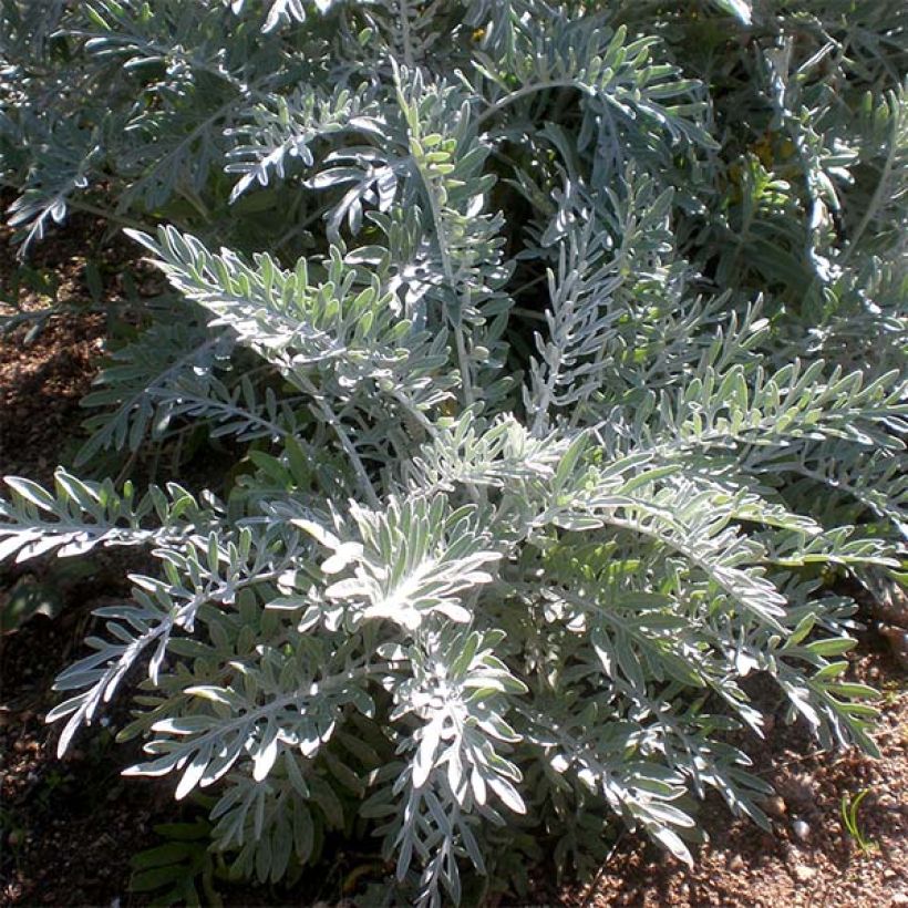 Centaurea pulcherrima (Foliage)