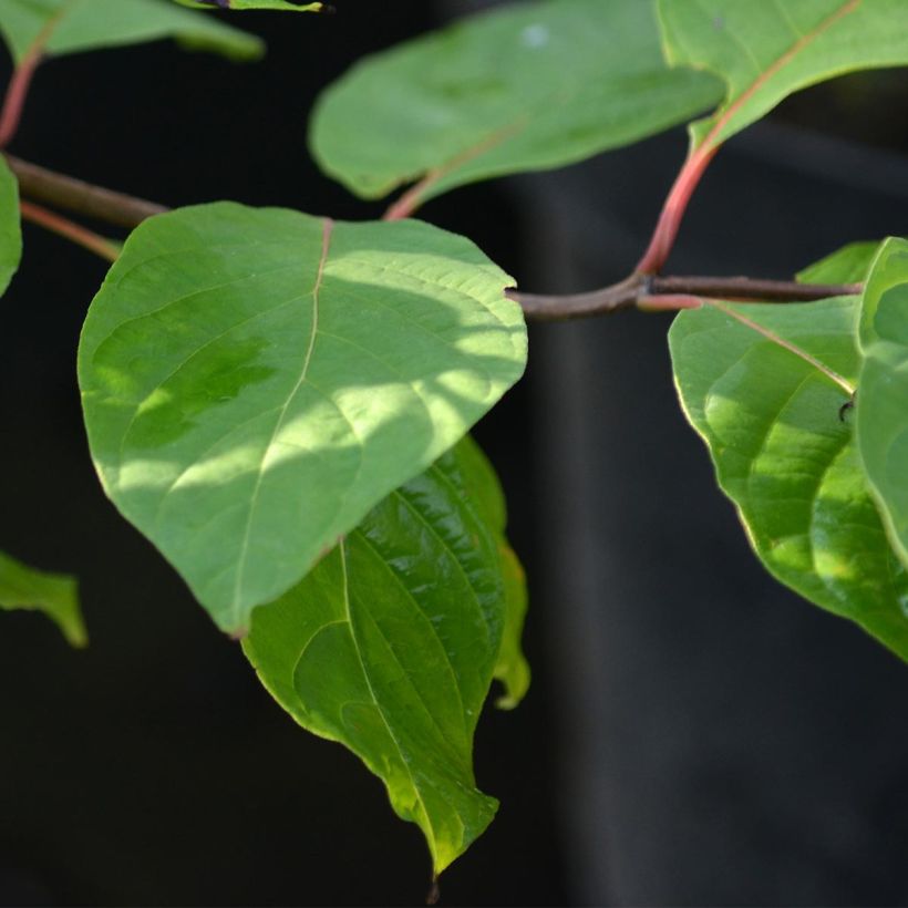 Cephalanthus occidentalis (Foliage)