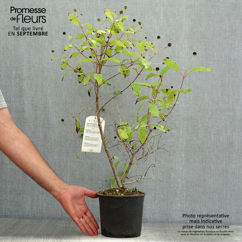 Cephalanthus occidentalis 3L/4L pot sample as delivered in summer